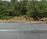 Sequoia Nationalpark #1