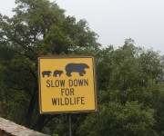 Sequoia Nationalpark #2